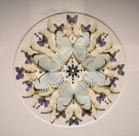omsi_exquisite_creatures_butterflies.jpg omsi_exquisite_creatures_butterflies.jpg