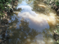 Sky reflecting in a swamp