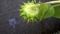 The saddest sunflower looks down on the Self Help Radio logo.