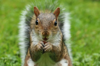 squirrel squirrel
