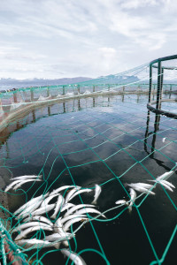 Farmed salmon pen photo by Berit Roald for Patagonia Farmed salmon pen photo by Berit Roald for Patagonia